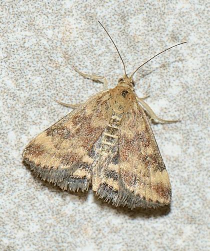 Réf. 329 757 : Pyrausta despicata